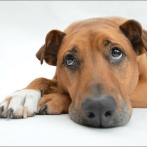 Meet your Posher, Catia